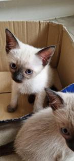 Kitten Süße Thai - Kitten alter Typ