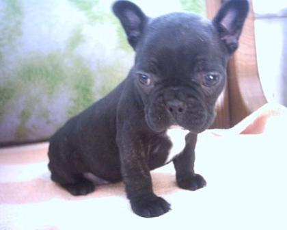 Fanzösisch Bulldog Welpen wir bekommen in den Tagen