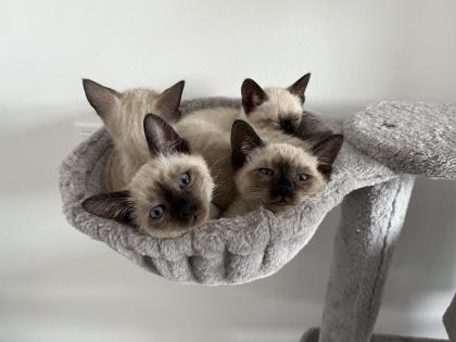 Wundervolle Siamkitten