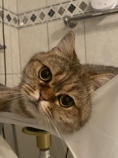 Perser mix Kater Lui