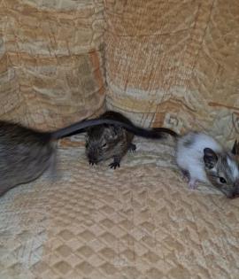 3 Brüder suchen noch ein Zuhause
