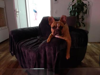 Deckrüde Chucky