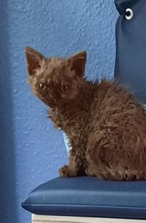 Selkirk Rex Kitten weiblich