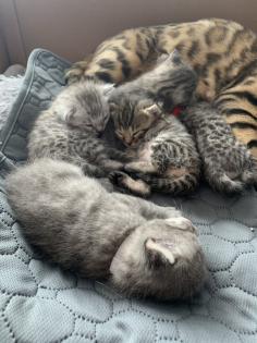 Bengal/BKH mix Kitten Erbkrankheitenfrei