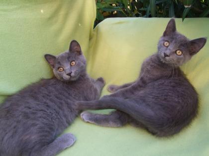 Kleine Kätzchen / Kitten / Katzenbabys