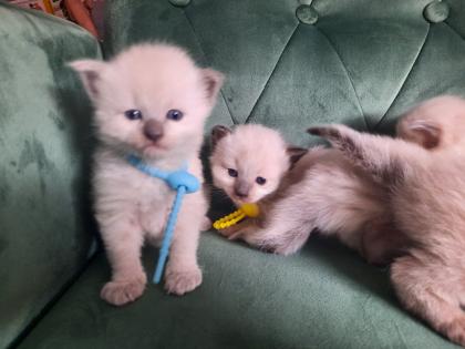 Ragdoll Nachwuchs zuckersüß