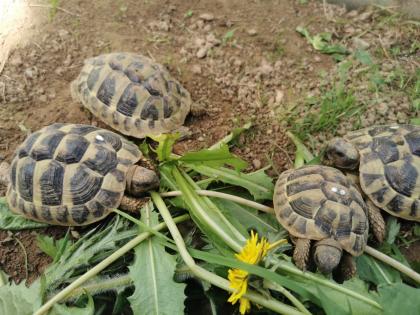 Testudo Hermanni Boettgeri Nachzuchten von 2014 und 2020 aus guter Freilandhaltung