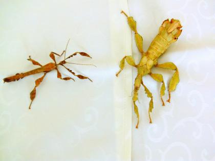 Biete Eier diverser Phasmiden Neohirasea maerens Achrioptera fallax Exatosoma