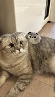 Liebevolle Katze Minos sucht neues Zuhause