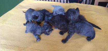 Selkirk Rex - superflauschig bis lockig -sucht Dich