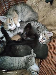 Kitten suchen neues Zuhause