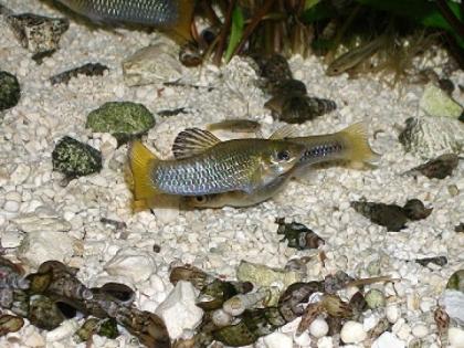 Perugiakärpflinge / Limia perugiae