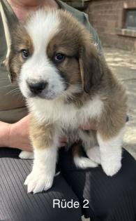 Berner Sennenhund Welpen