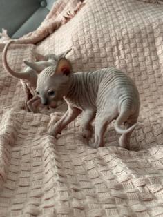 Sphinx Kitten nackt Katzen