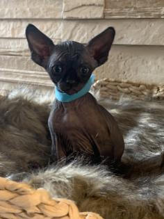 Don Sphinx Katzenbabys