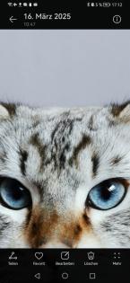 Kitten Heilige Birma