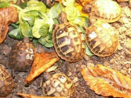 Griechische Landschildkröten NZ 2022