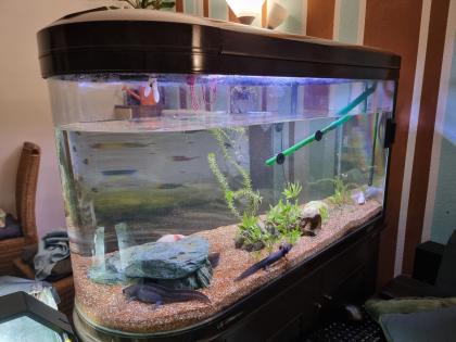 Adulte Axolotl Aquarium