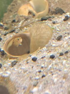 Neolamprologus ocellatus gold Tanganjikasee Schneckenbuntbarsch