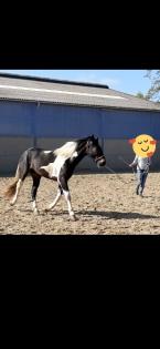 Friese x Pinto Mix sucht seinen Menschen