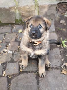 Deutsche Schäferhund Welpen