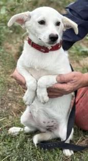 Rieke - Schüchternes Hundekind Rieke sucht dringend Familie