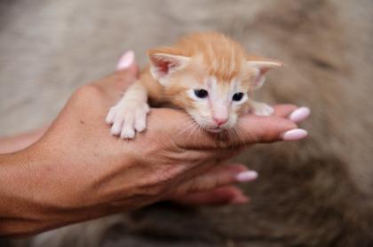 Ein bunter Haufen Orientalischer Kurzhaar Kitten von der zauberhaften Olivia chocolate Tricolour