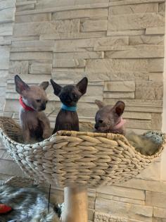 Don Sphinx Katzenbabys