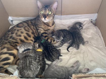 Bengal/BKH mix Kitten Erbkrankheitenfrei