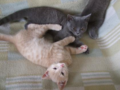 Süße kleine Katzenbabys / Kätzchen / Kitten