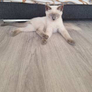 Verschmuster BKH Colorpoint Kater letzter aus Wurf abgabebereit