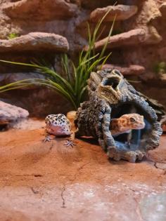 Terrarium inkl. zwei Leopardgeckos und diverses Zubehör