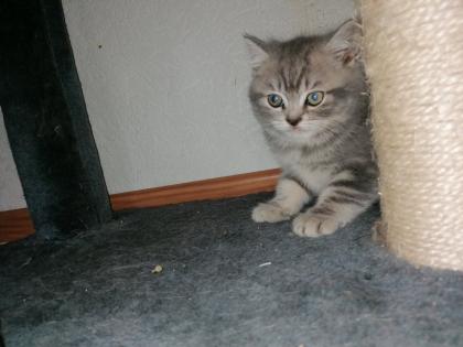 BKH Kitten suchen Dosenöffner