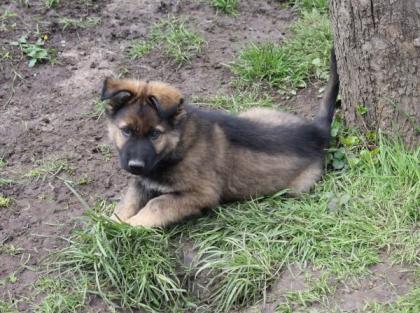 Ork Rüde Welpe Altdeutscher Schäferhund DDR Linien