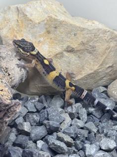 Leopardgecko Weibchen