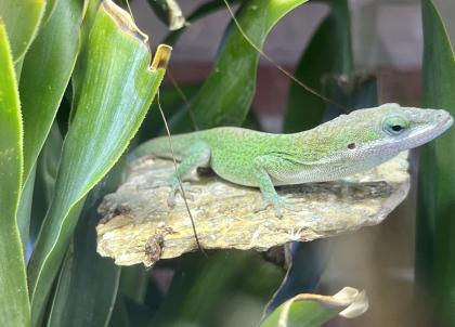 Rotkehlanolis anolis carolinensis