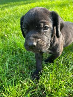 Hannoversche Schweisshund Mischlingswelpen