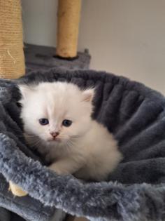 Kitten mit himmelblau Augen