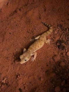 Verkaufe 2 Dünnfingergeckos Terrarium und Zubehör kann optional erworben werden