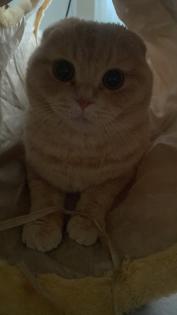 BKH Mischling Kater 2 Jahre