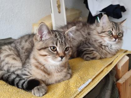 4 Süßes BKH und BLH-Kitten