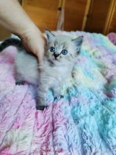 Kitten Heilige Birma