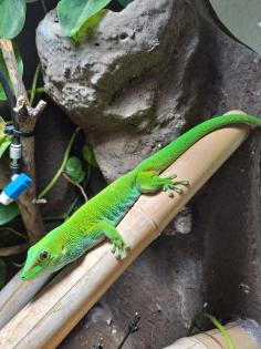 Riesentaggecko/Phelsuma grandis