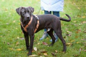 KONGO - männlich 9 Monate 55 cm 28 kg Labrador-Mix Gechipt Kastriert