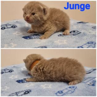 BKH Britisch Kurzhaar Kitten