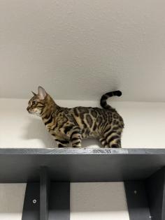 Bengal Paar Katze/Kater