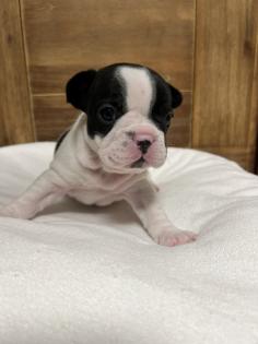 8 wunderschöne Französische Bulldoggen