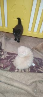 Zuckersüße Main coon/ Perser Kitten