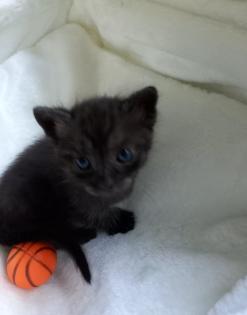 Türkisch van Kitten mix