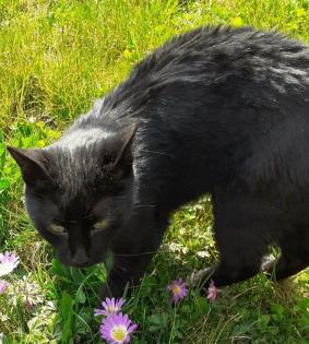 Missi - unvermittelbar aus dem Tierschutz